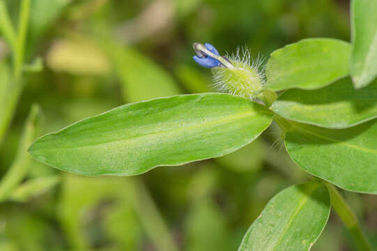 صورة Commelina forskaolii Vahl