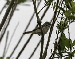 Image of Least Bell's vireo