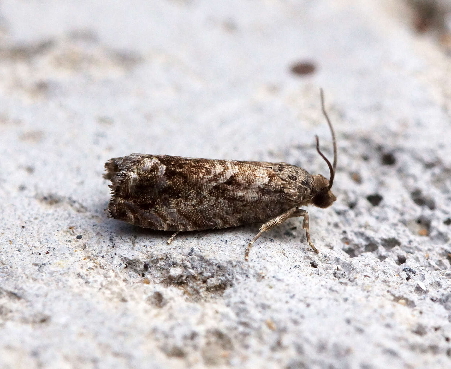 Image of beech moth