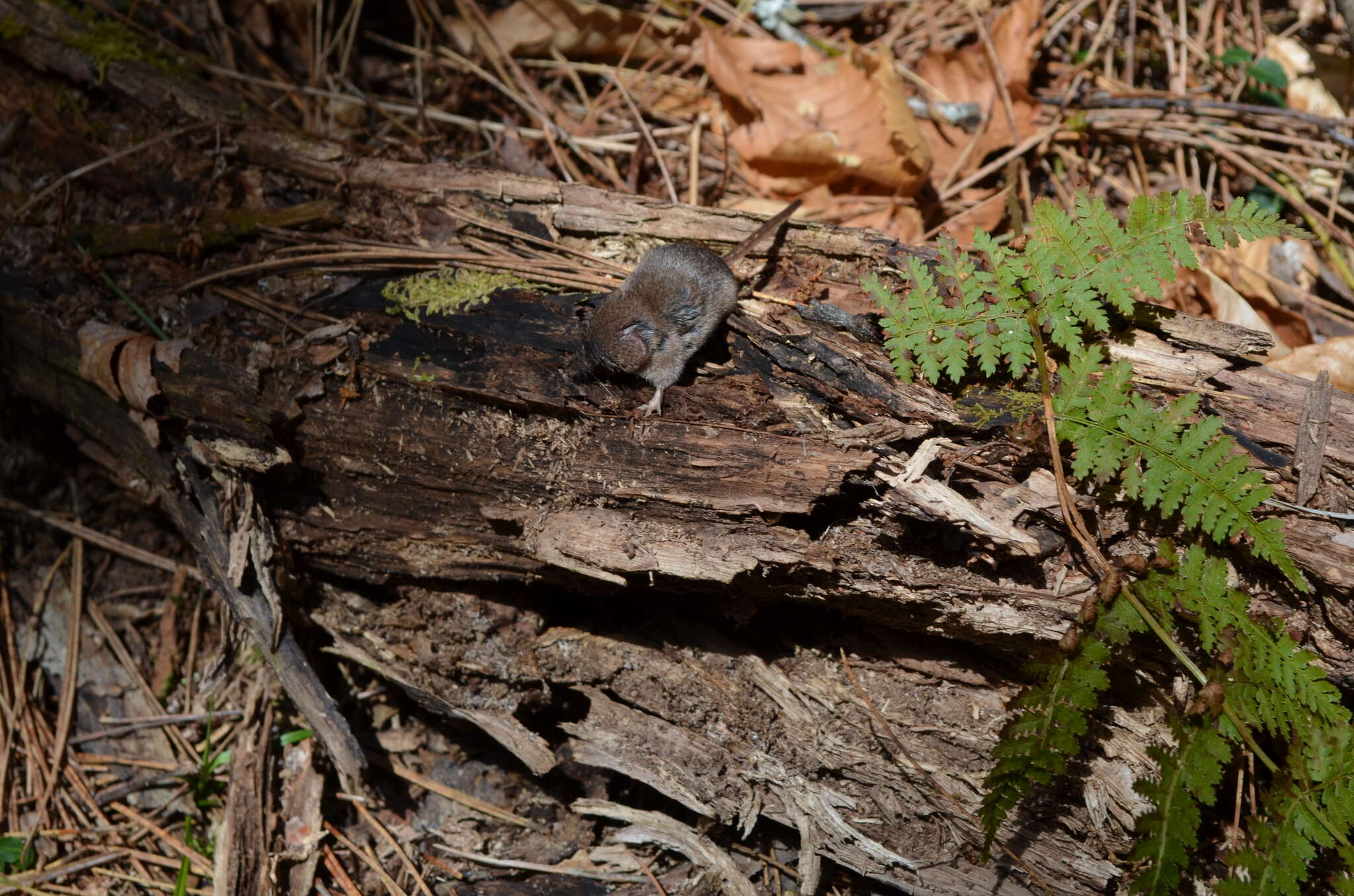 Image of Cinereus Shrew (Masked Shrew)