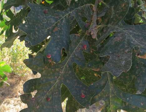 Image of Red Cone Gall Wasp