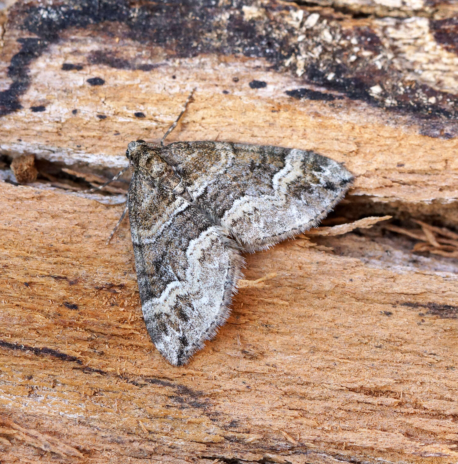 Image of barred rivulet