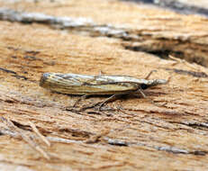 Image of Barred Grass-veneer