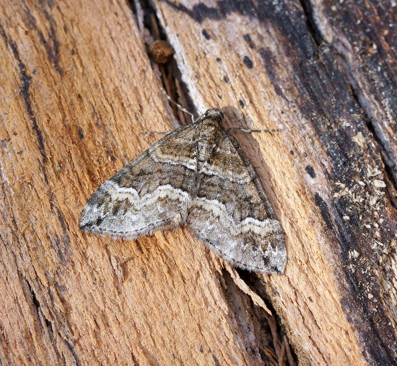 Image of barred rivulet