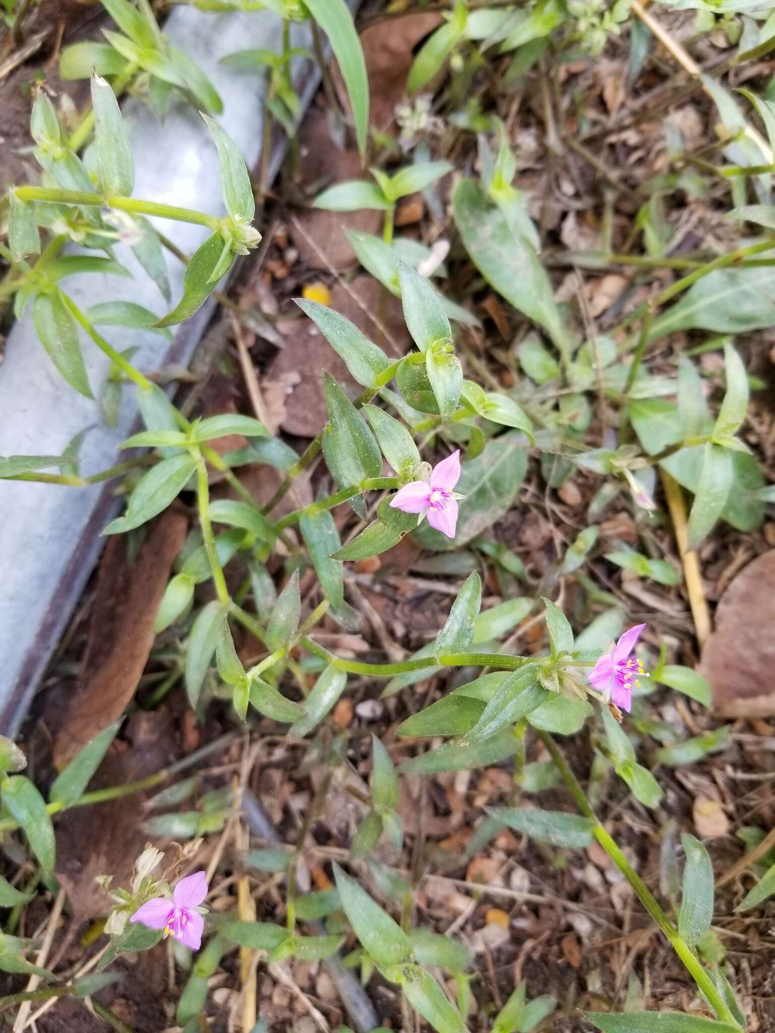 Image de Callisia micrantha (Torr.) D. R. Hunt