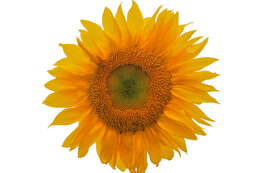 Image of common sunflower