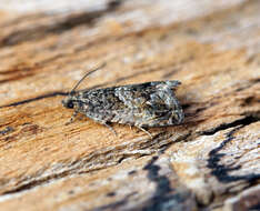 Image of beech moth