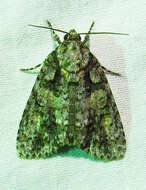 Image of Raspberry Bud Dagger Moth