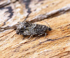 Image of beech moth