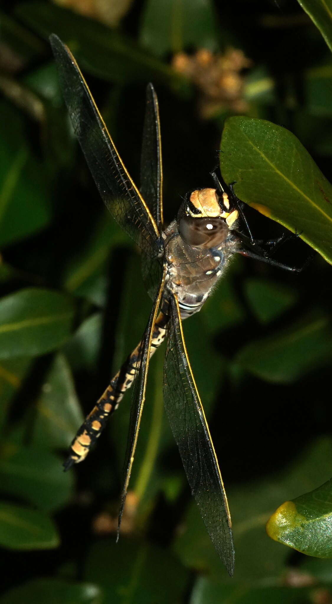 Imagem de Anax papuensis (Burmeister 1839)