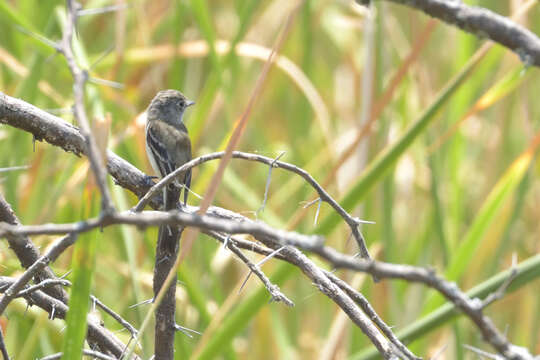 Image of White-throated Flycatcher