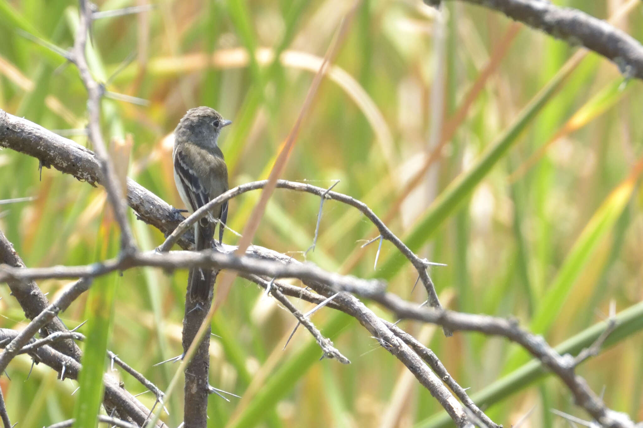 Image of White-throated Flycatcher