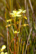 Image of Drosera intricata Planch.