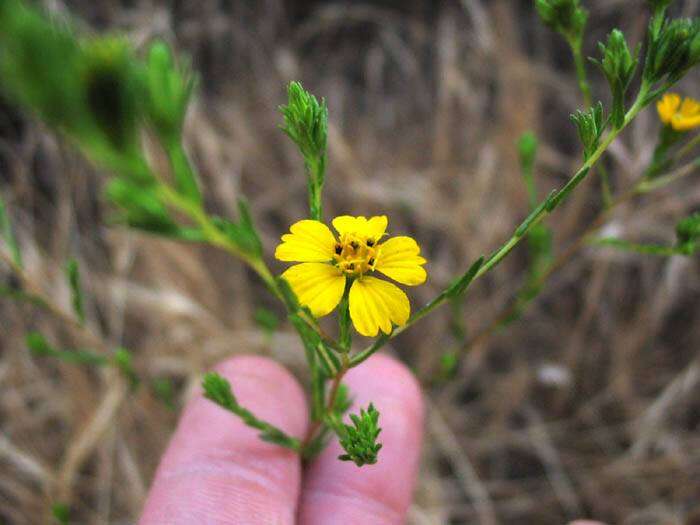 صورة Deinandra fasciculata (DC.) Greene