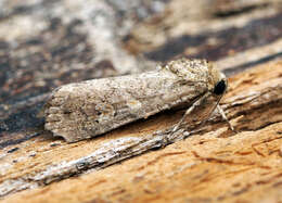 Image of beet armyworm