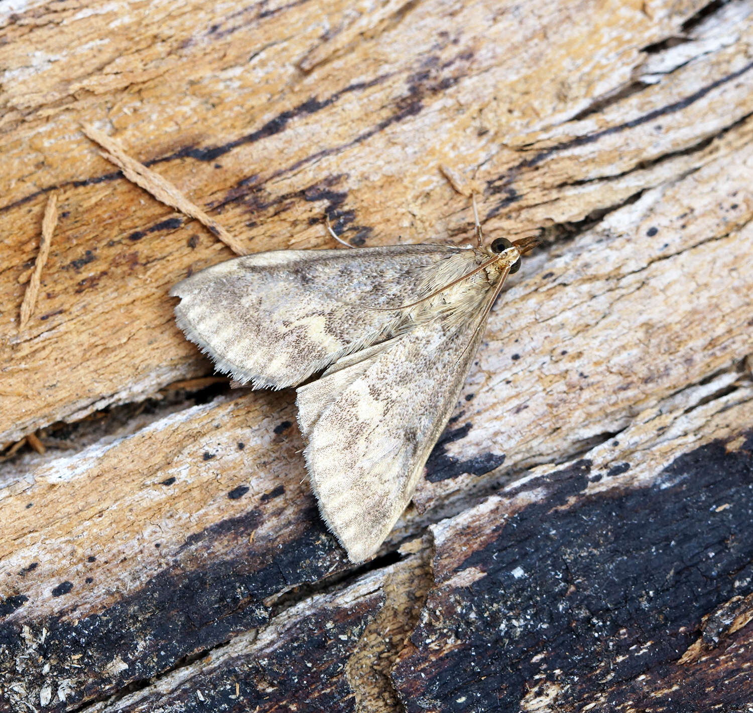 Image of European Corn Borer