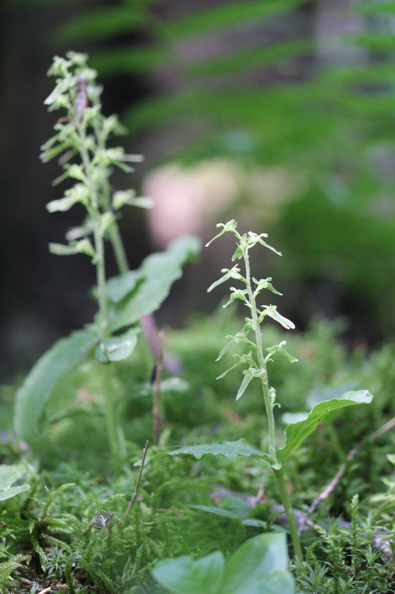 Neottia auriculata (Wiegand) Szlach. resmi