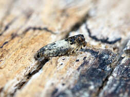 Image of Chestnut leaf roller