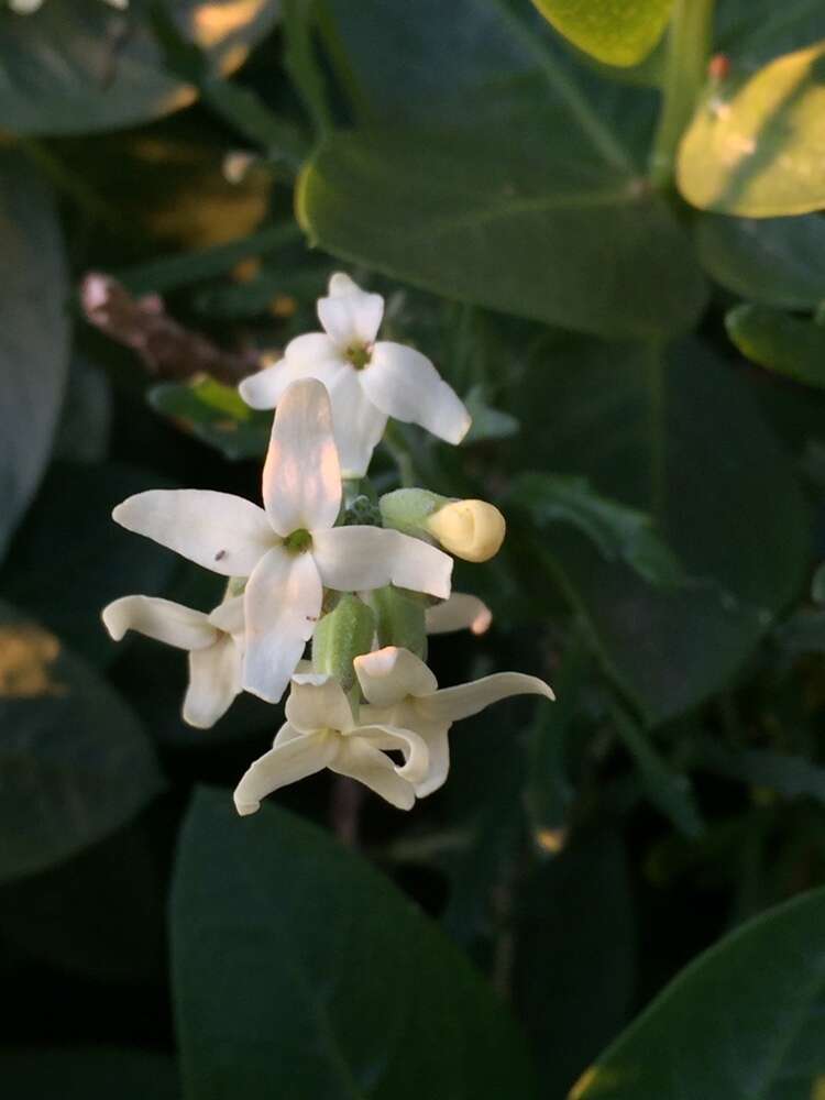 Image of Mathewsia foliosa Hook. & Arn.