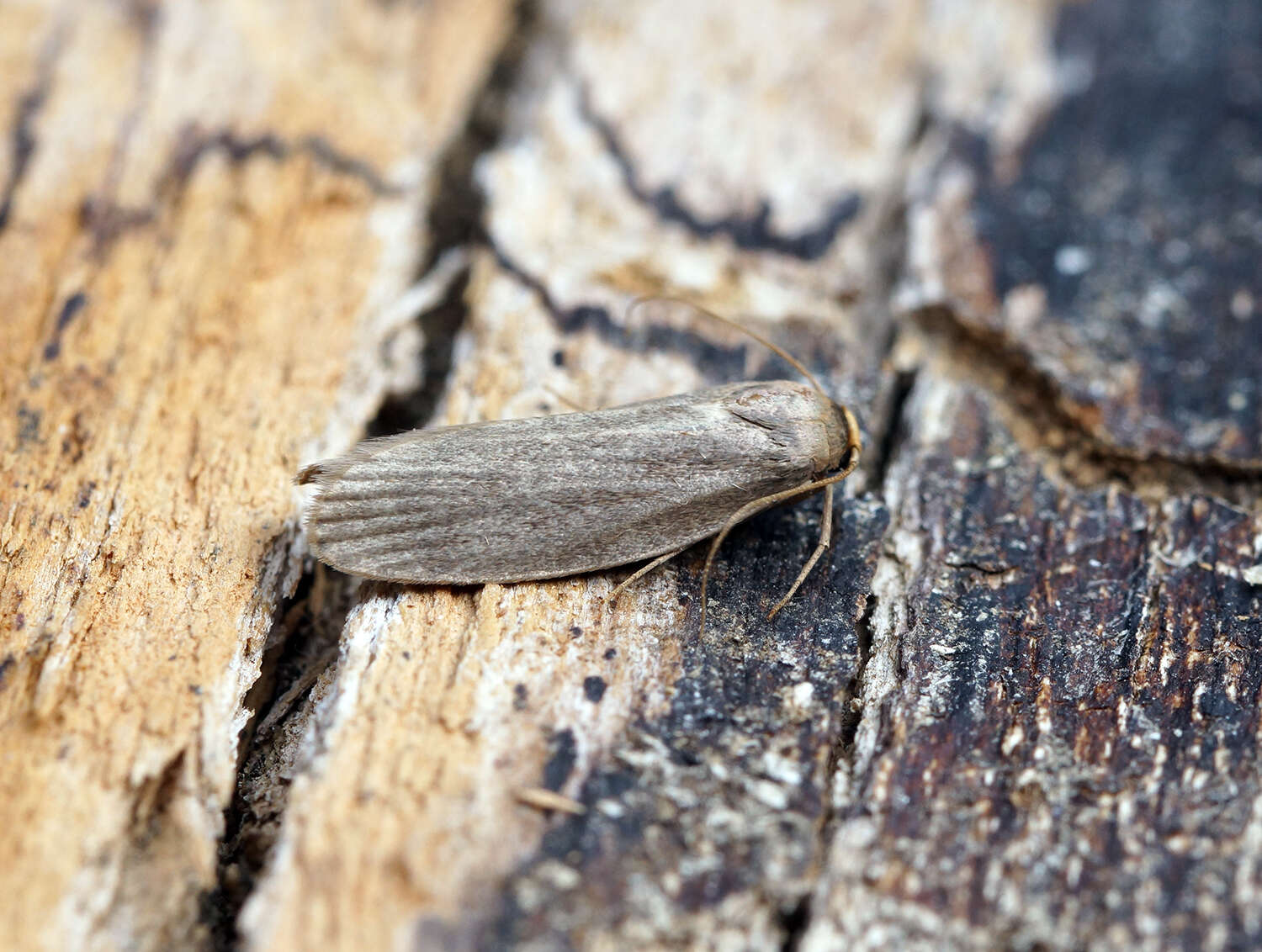 Image of Lesser Wax Moth