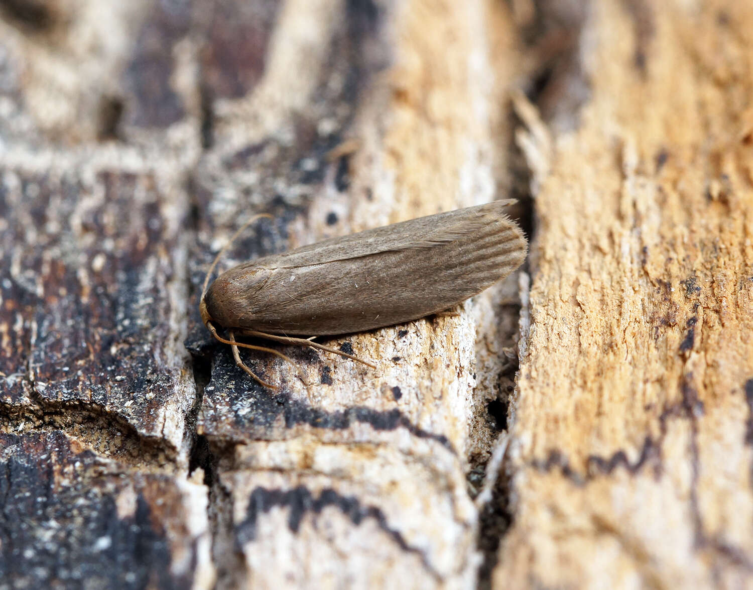 Image of Lesser Wax Moth