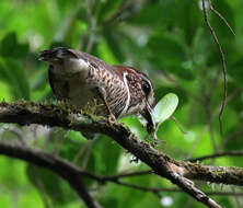 Image of Aspidonotus