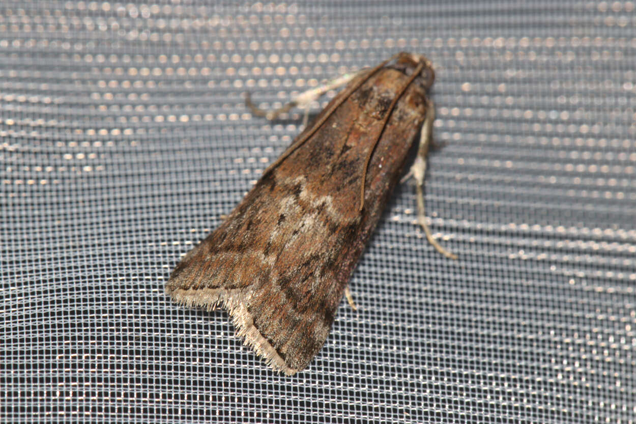 Image of Dotted Oak Knot-horn