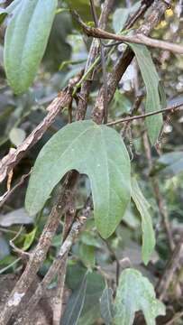 Image of Passiflora urnifolia Rusby