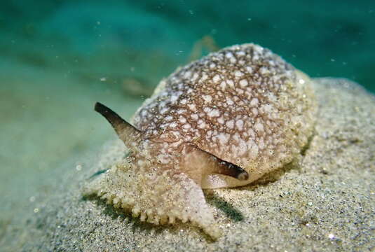 Imagem de Pleurobranchaea californica MacFarland 1966