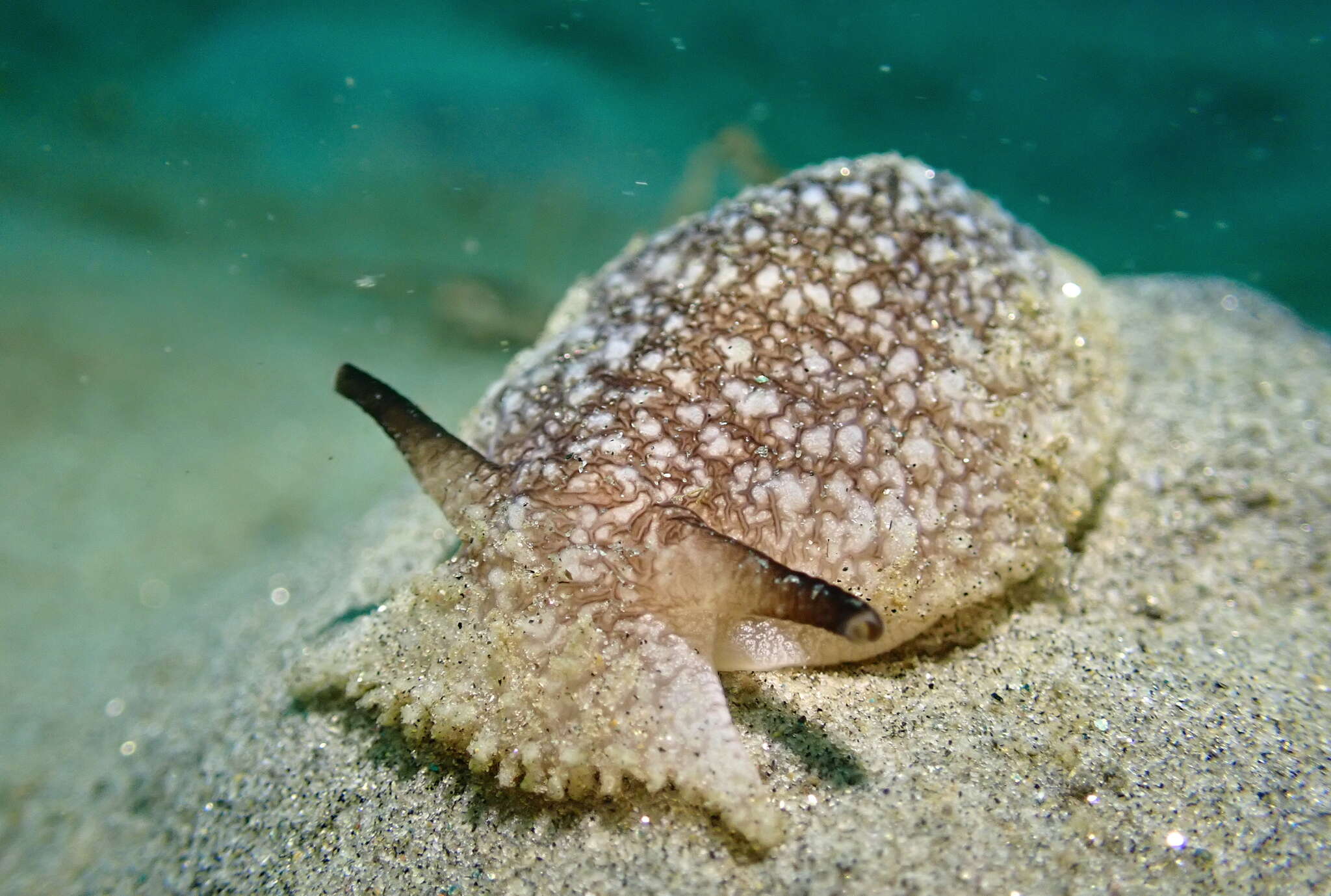 Pleurobranchaea californica MacFarland 1966 resmi