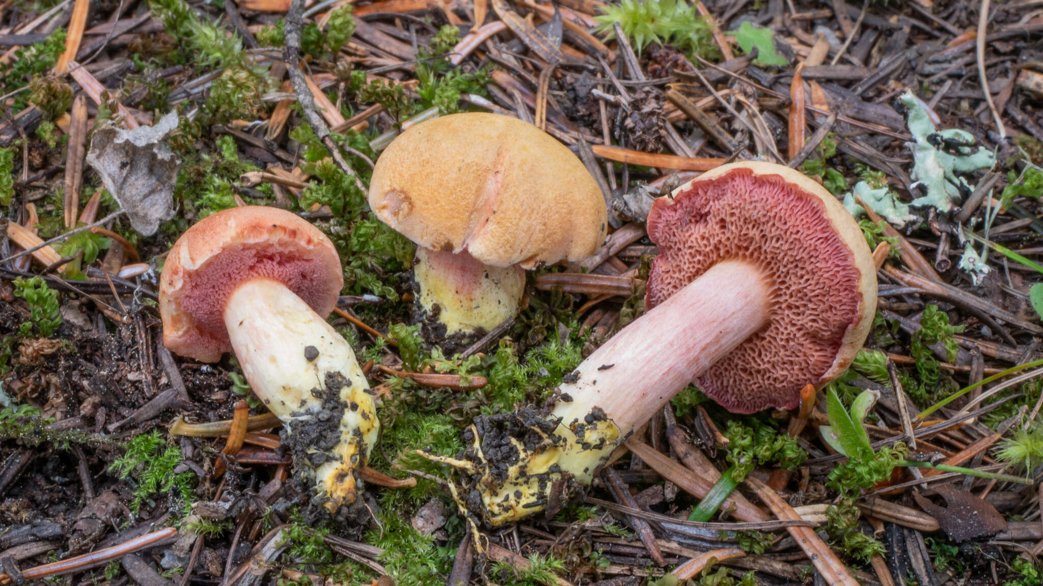 Image of Chalciporus amarellus (Quél.) Bataille