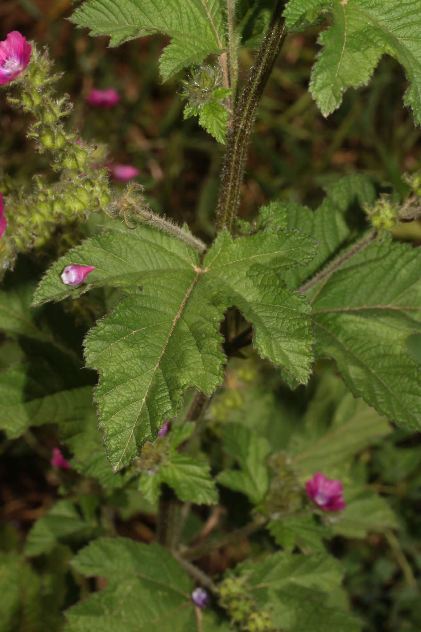 Plancia ëd Fuertesimalva peruviana (L.) P. A. Fryxell