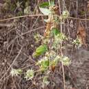 Image de Brachystemma calycinum D. Don