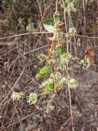 Слика од Brachystemma calycinum D. Don