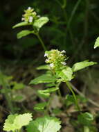 Image de Clinopodium gracile (Benth.) Kuntze