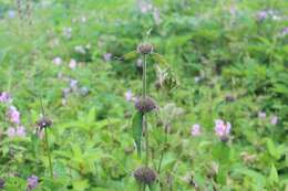 Image of Phlomoides bracteosa (Royle ex Benth.) Kamelin & Makhm.