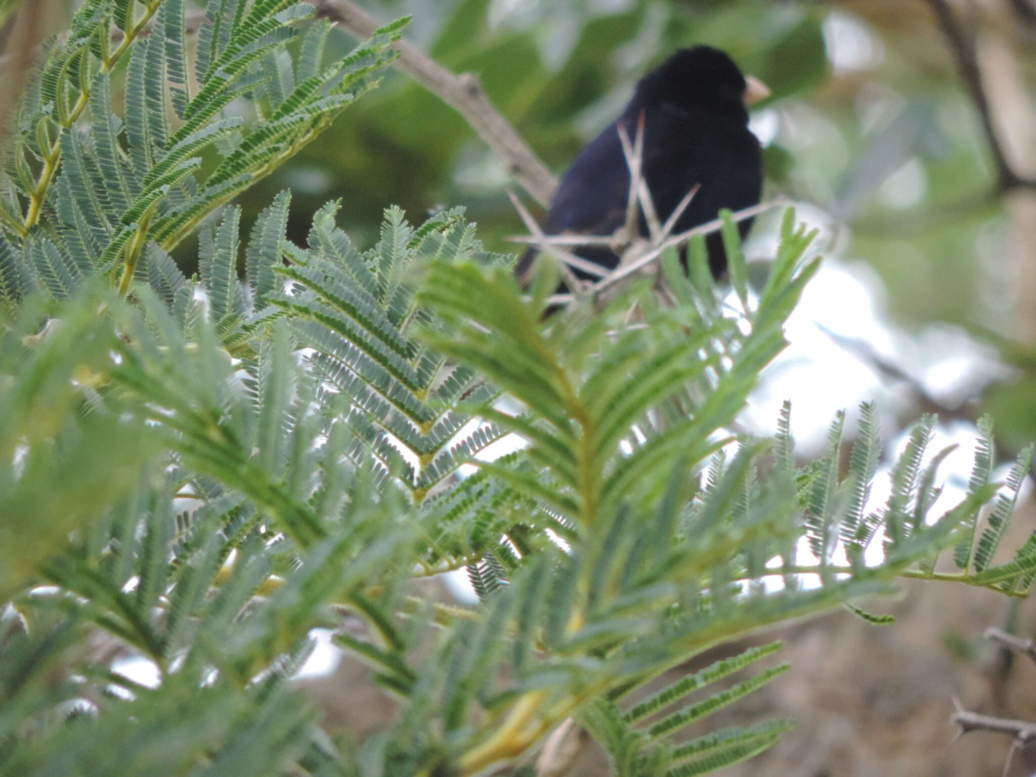 Image of Dusky Indigobird