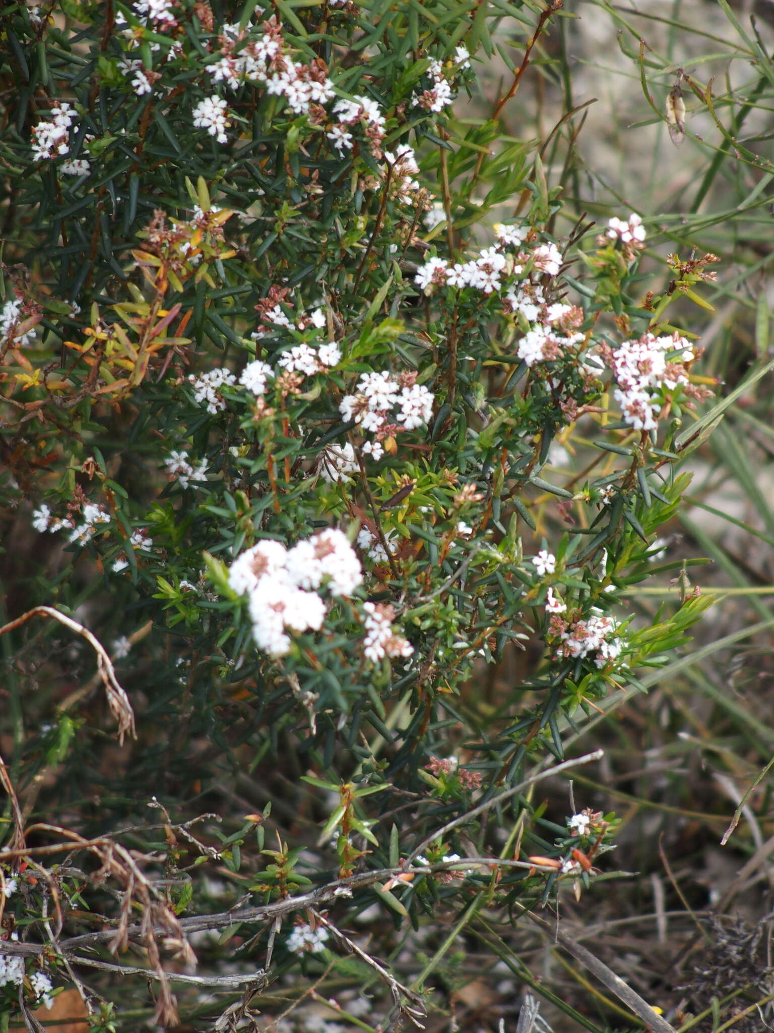 Image of Styphelia blepharolepis