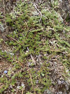 Image de Selaginella peruviana (Milde) Hieron.