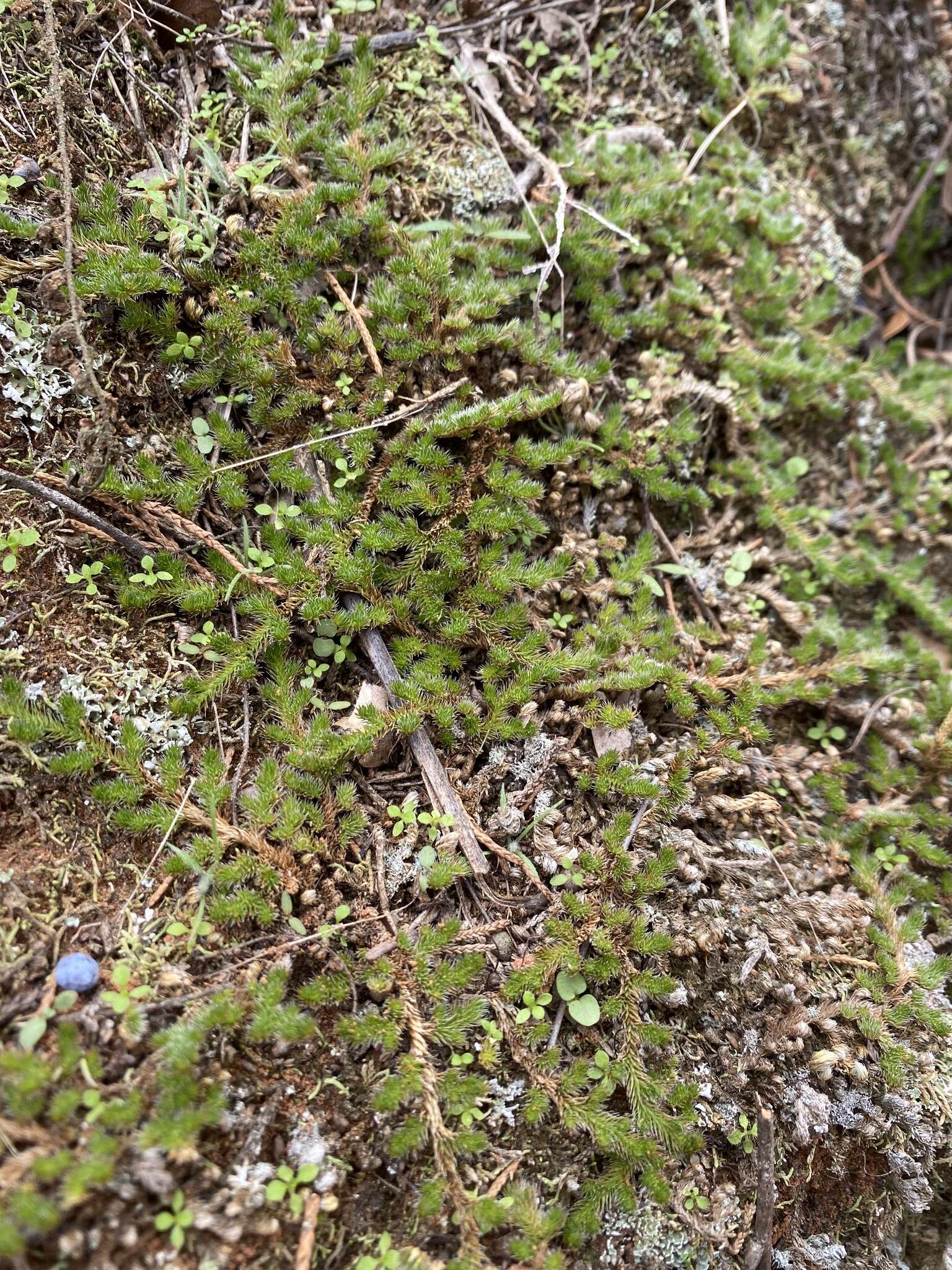 Selaginella peruviana (Milde) Hieron. resmi