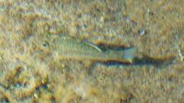 Image of Comanche Springs Pupfish