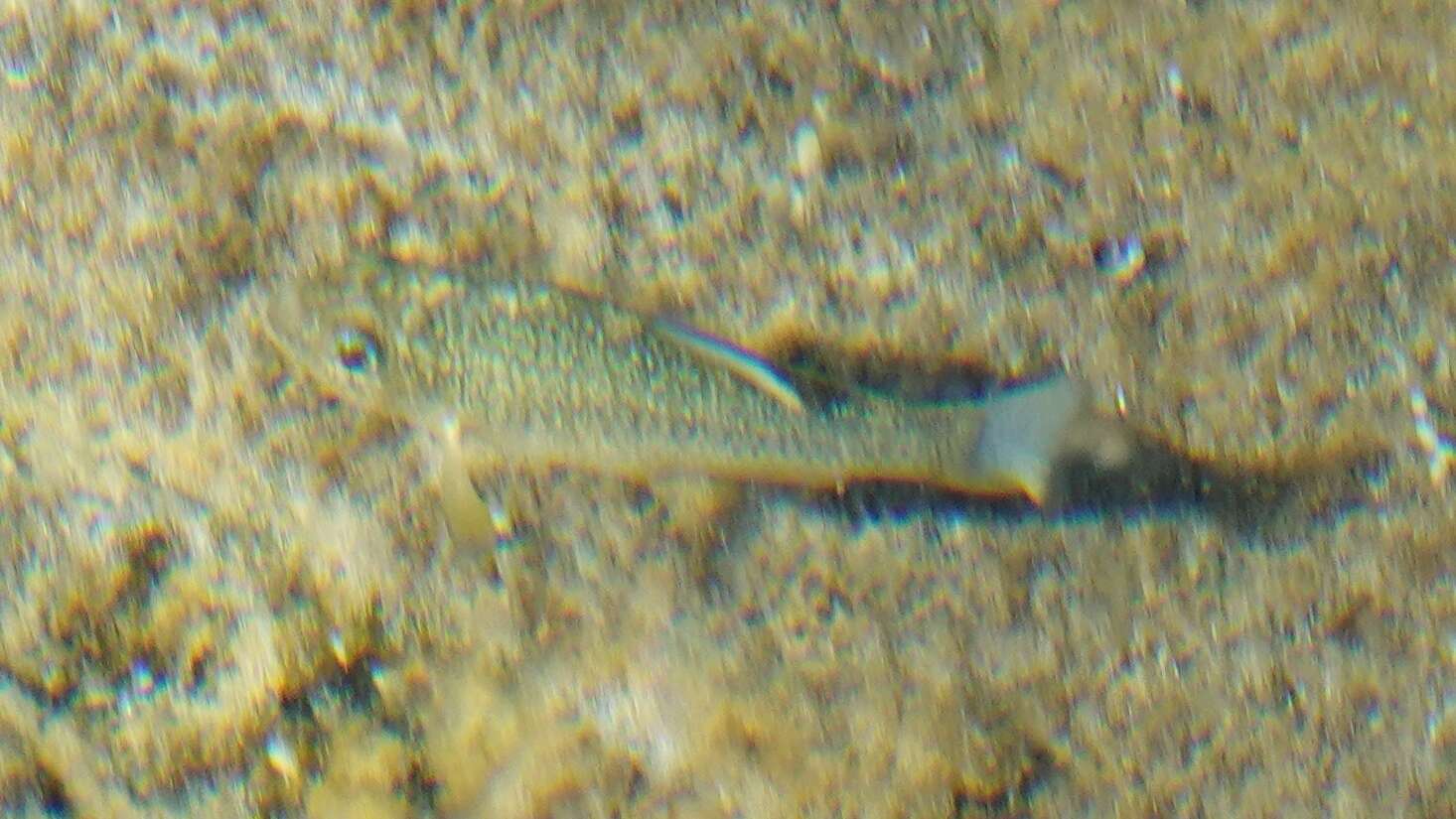 Image of Comanche Springs Pupfish