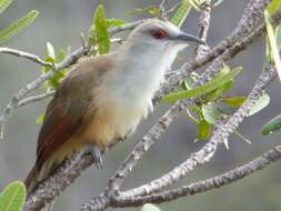 Image of Cuban Lizard-cuckoo