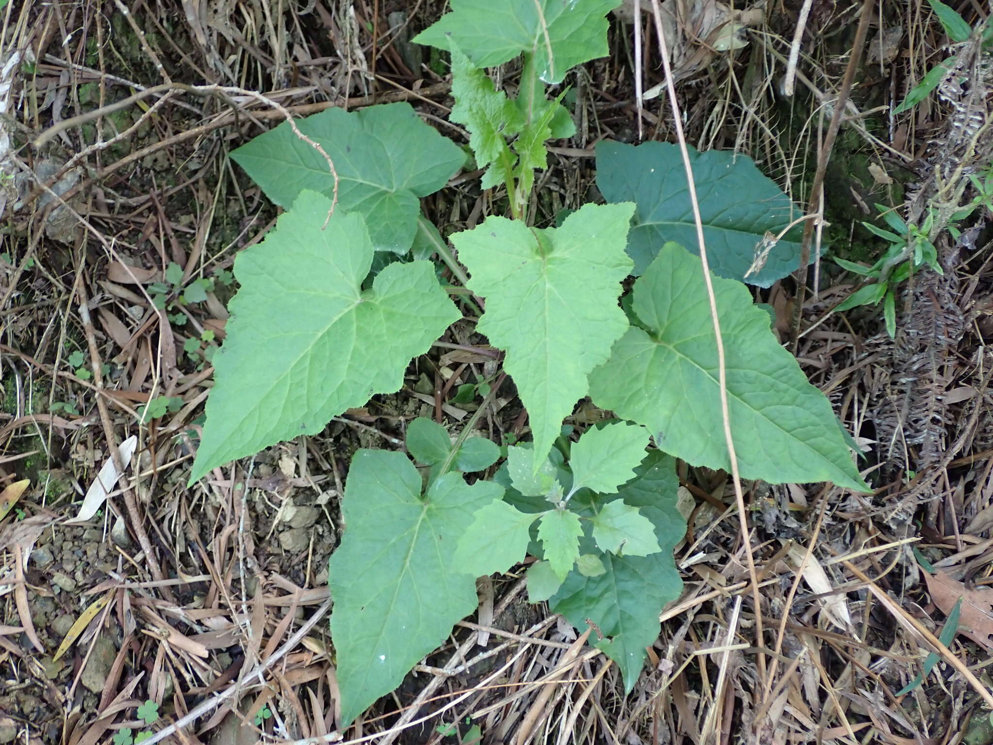 Image of Paraprenanthes melanantha (Franch.) Ze H. Wang