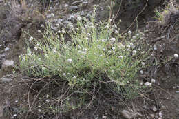 Слика од Gypsophila capitata Bieb.