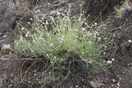 Image de Gypsophila capitata Bieb.