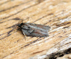 Image of Acleris hastiana Linnaeus 1758