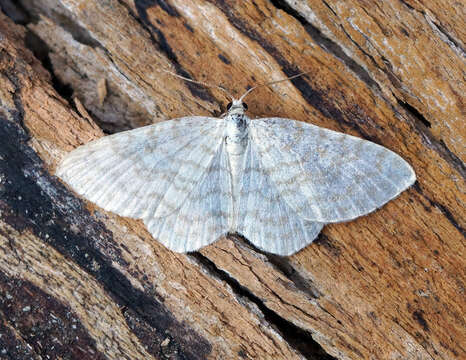 Image of small white wave