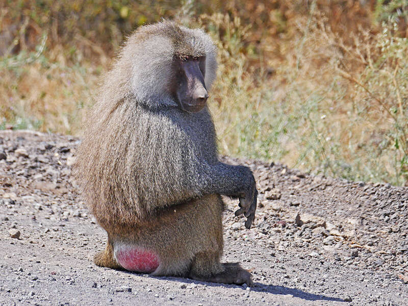 Image of hamadryas baboon