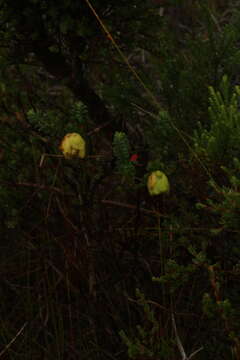 Image of Darwinia collina Gardn.